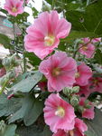 蜀葵花