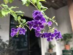 植物花卉