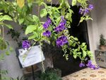 紫色小花植物花卉