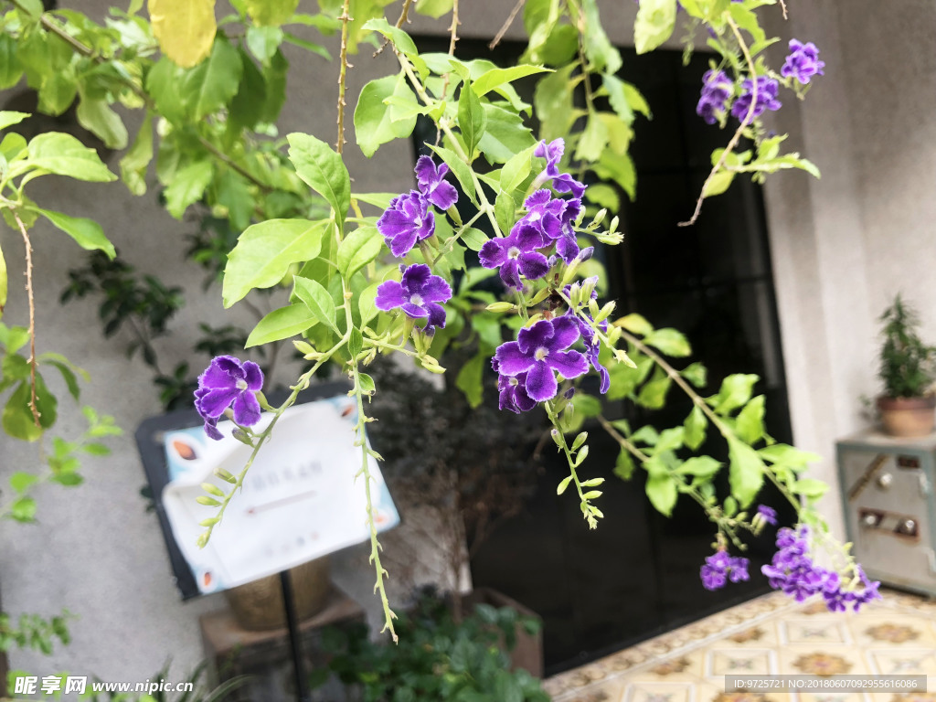 紫色小花植物花卉