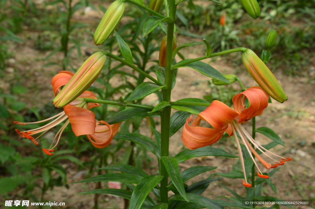 百合花