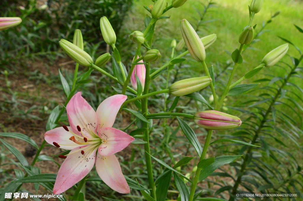 百合花
