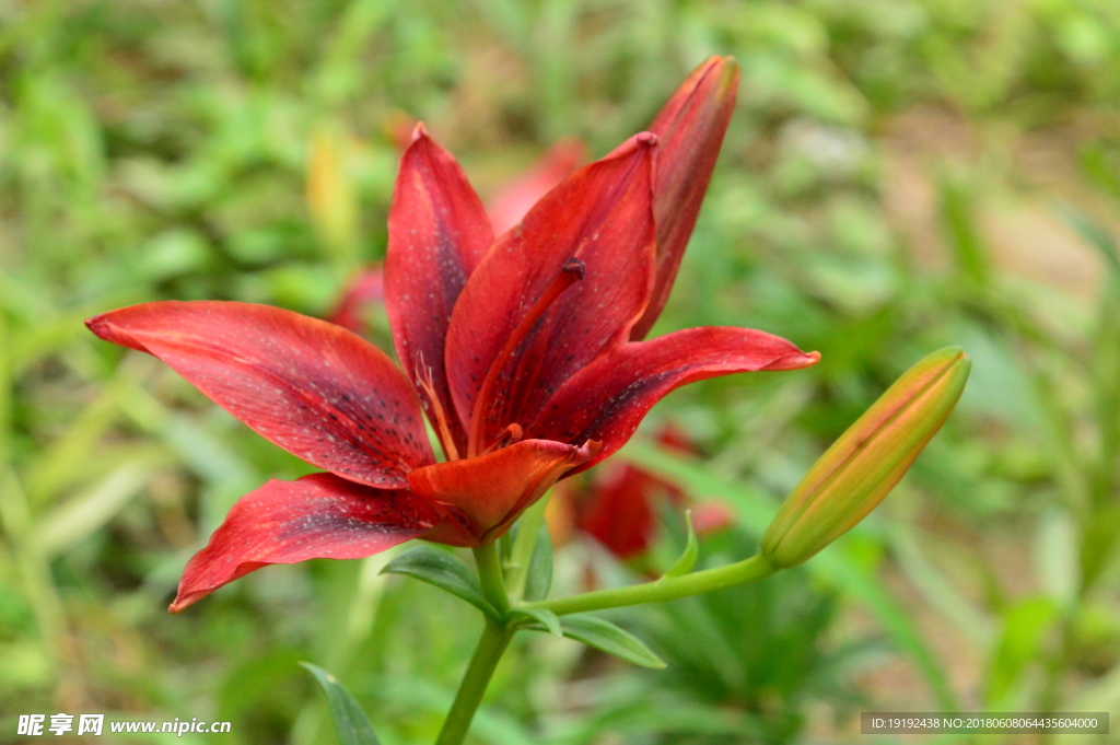 百合花