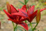 百合花