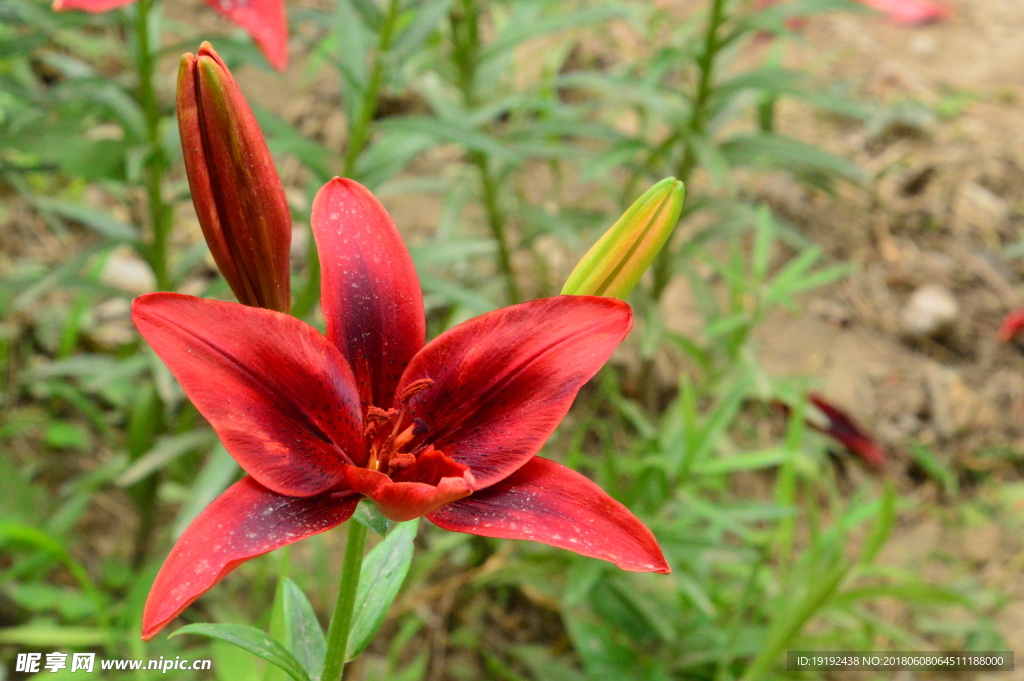 百合花