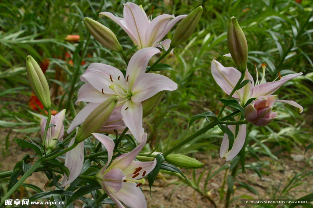 百合花