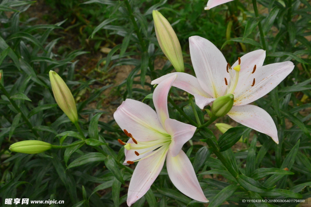 百合花