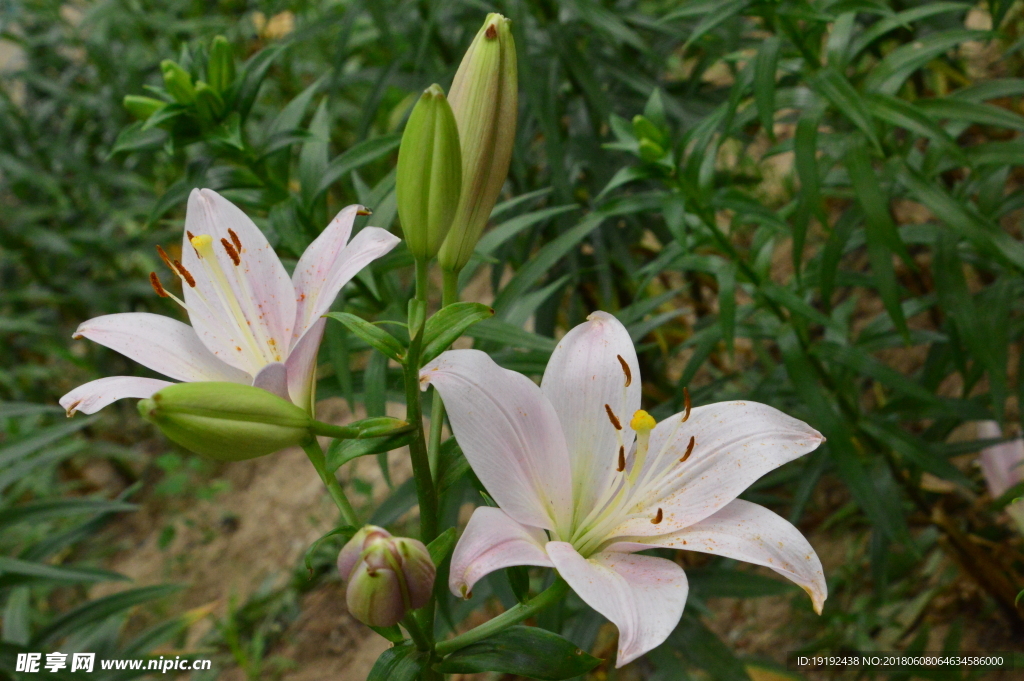 百合花