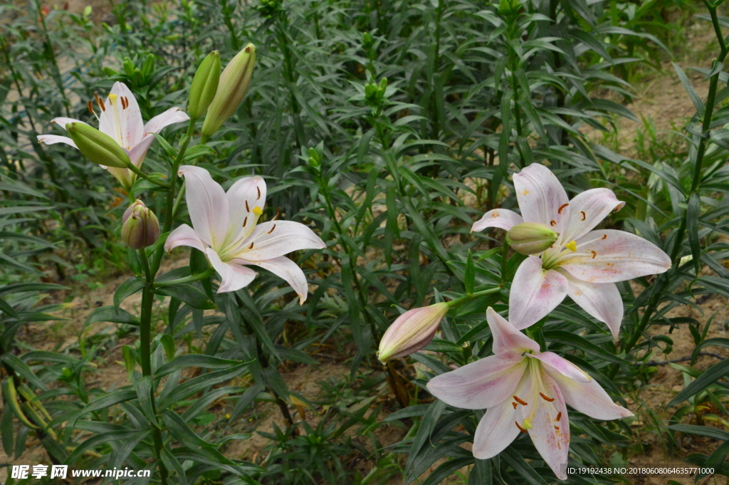 百合花