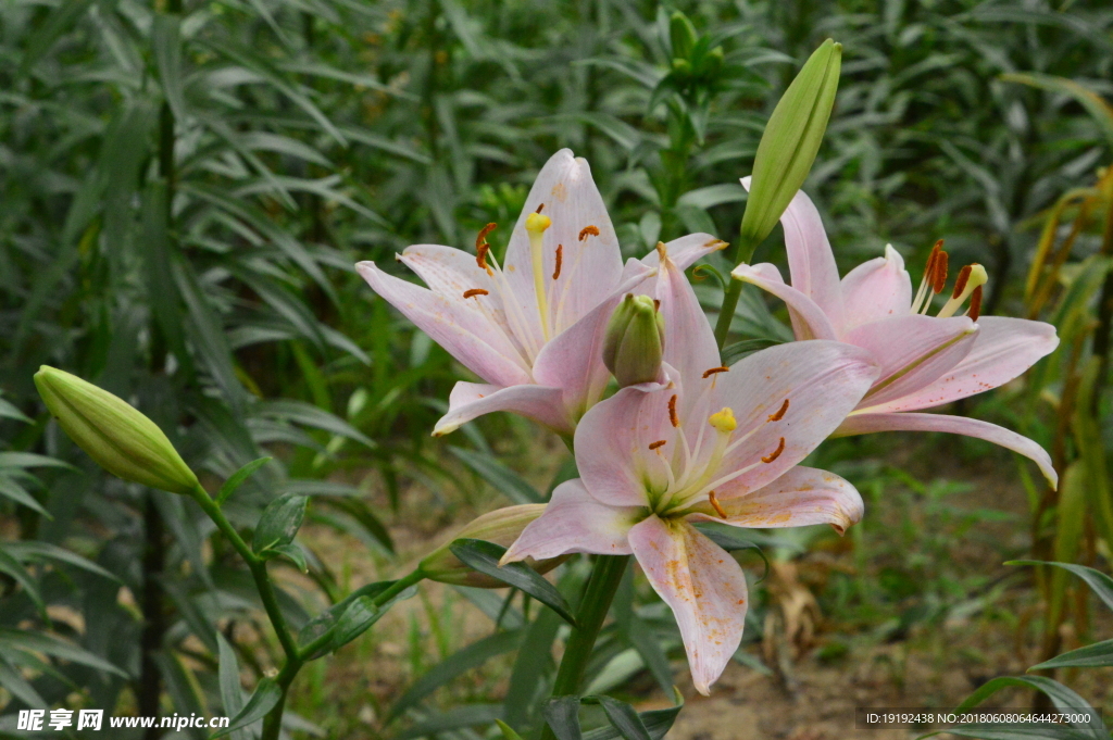 百合花