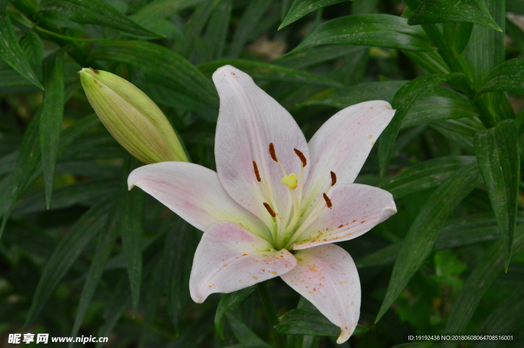 百合花