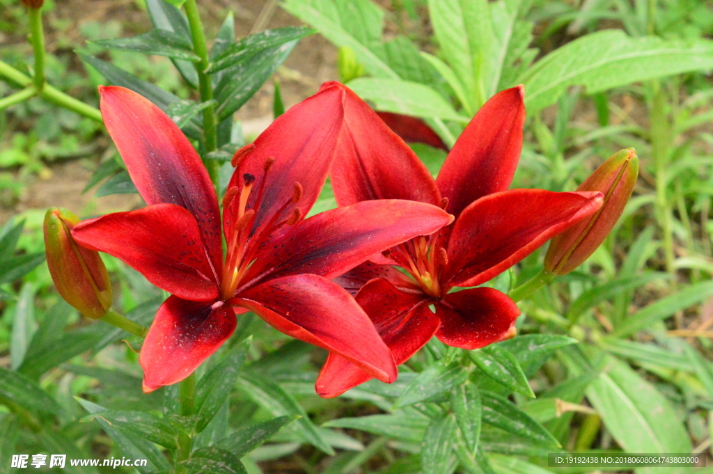百合花