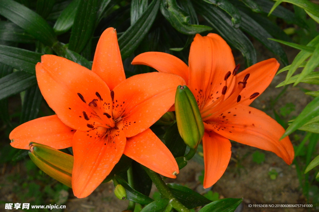 百合花