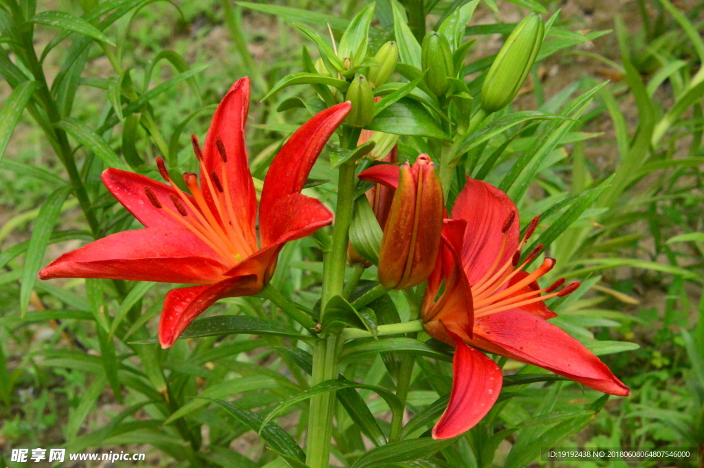 百合花