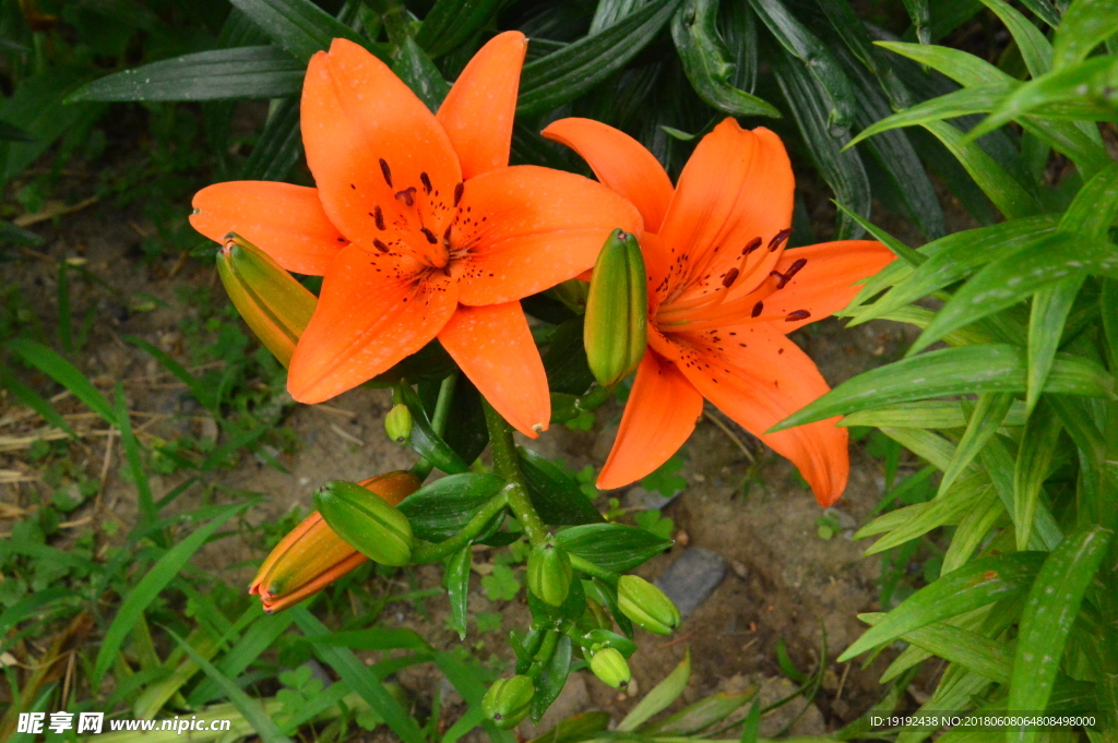 百合花