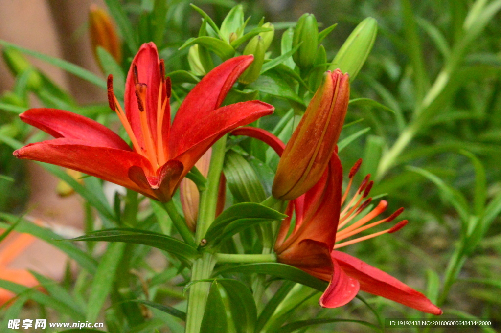 百合花
