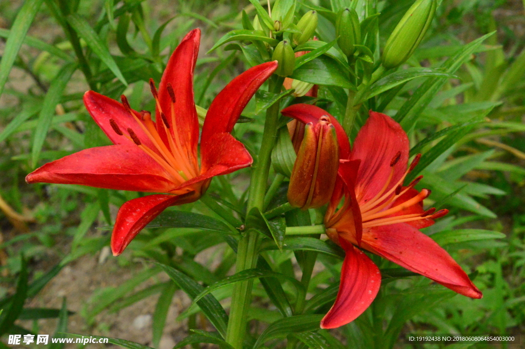 百合花