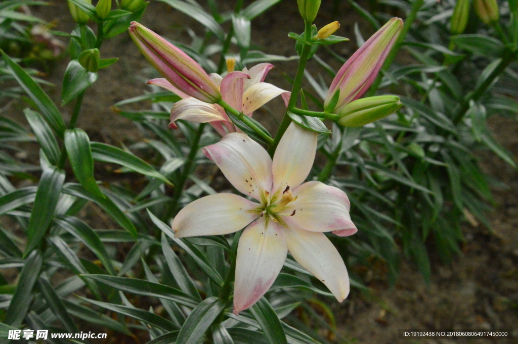 百合花