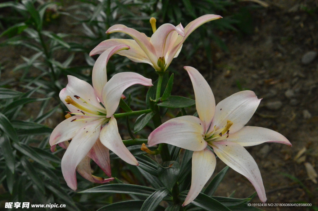 百合花