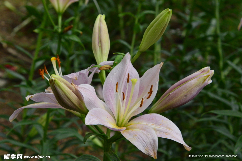 百合花