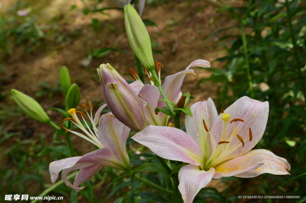 百合花