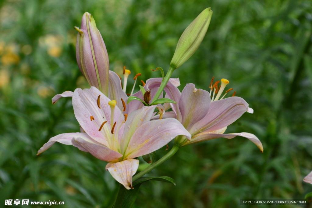 百合花