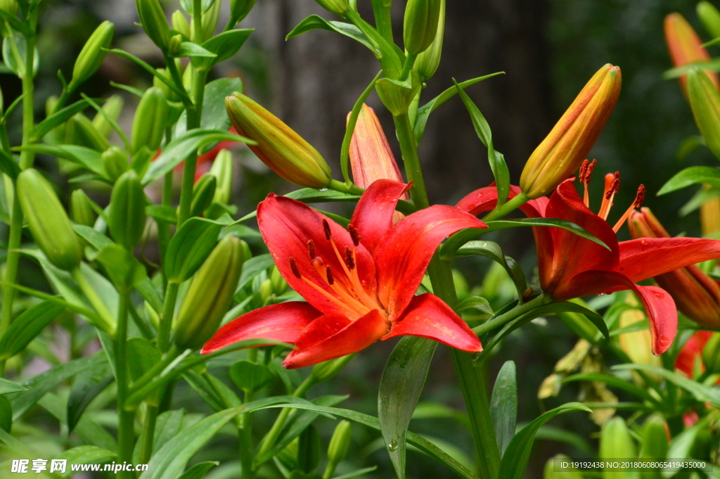 百合花
