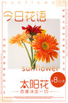 太阳花语