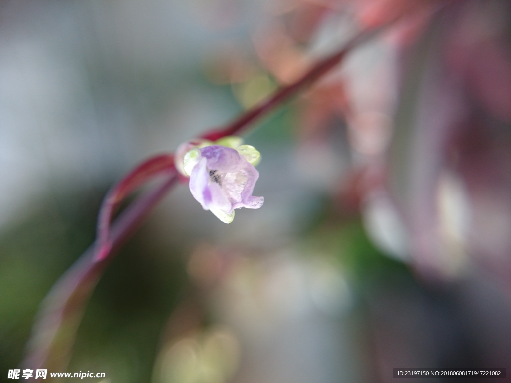 紫蓝色小花