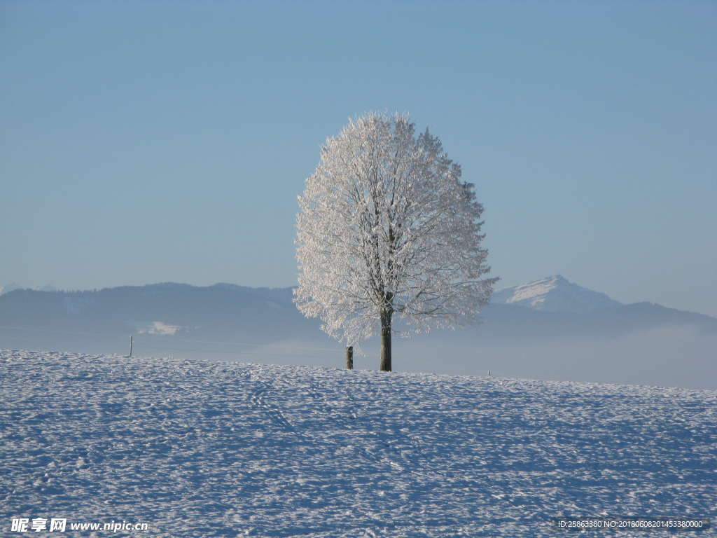 雪  雪地 树