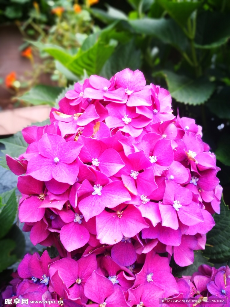 绣球花
