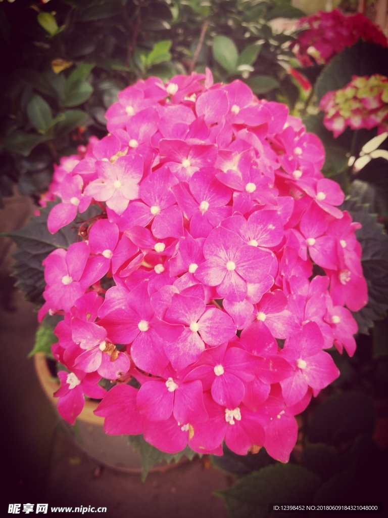 绣球花