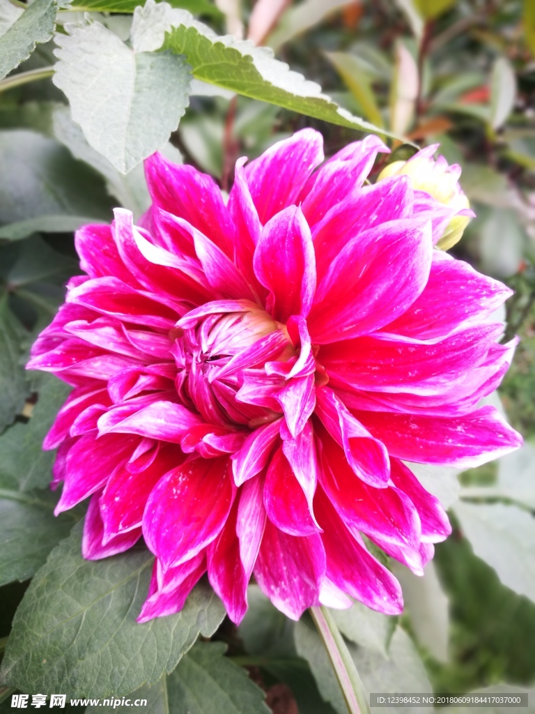 芍花