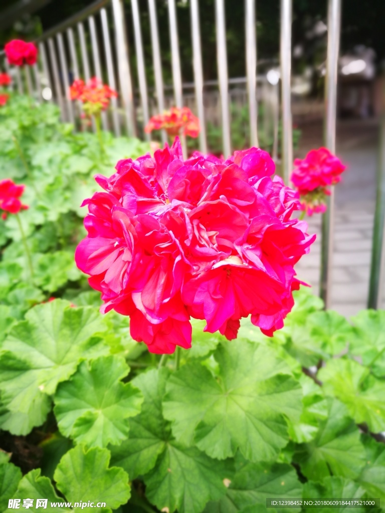 芍花