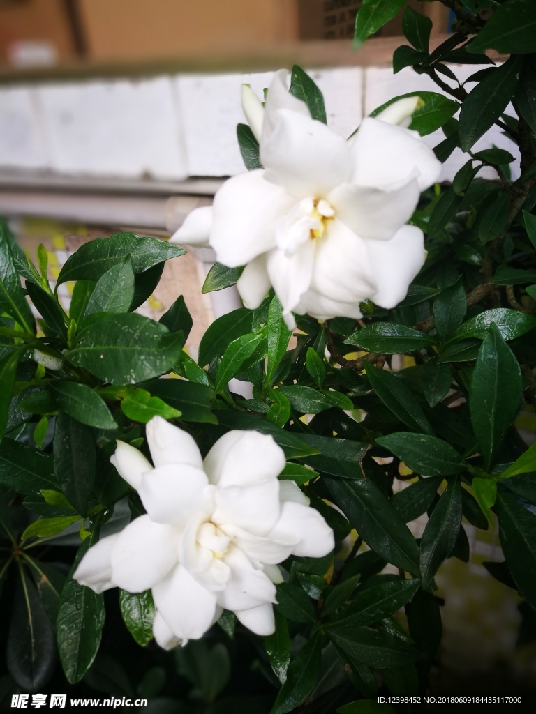 栀子花