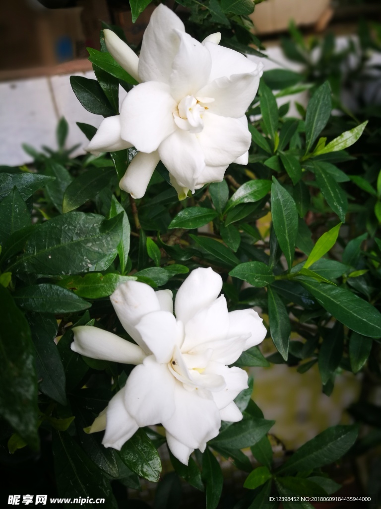 栀子花
