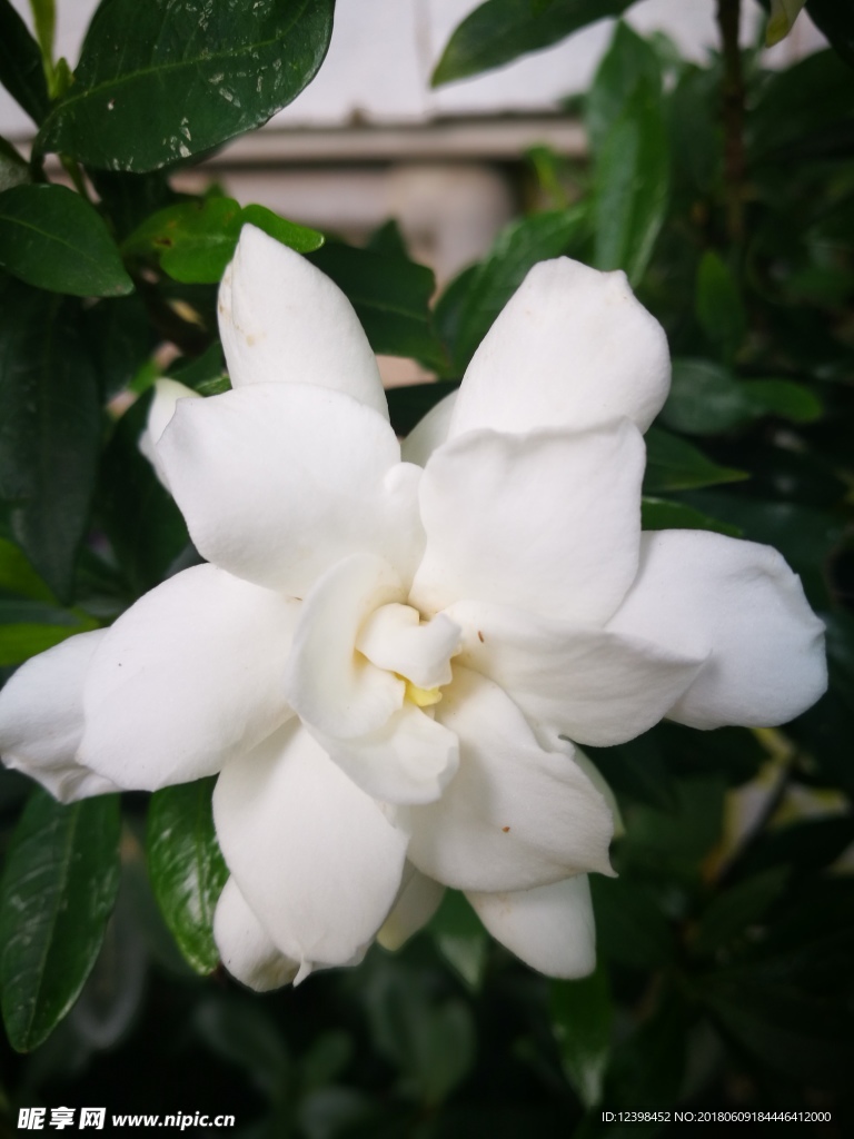 栀子花