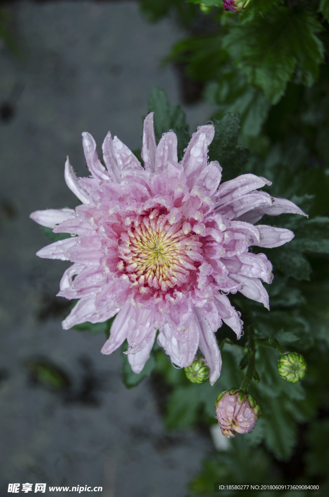 雨中的菊花