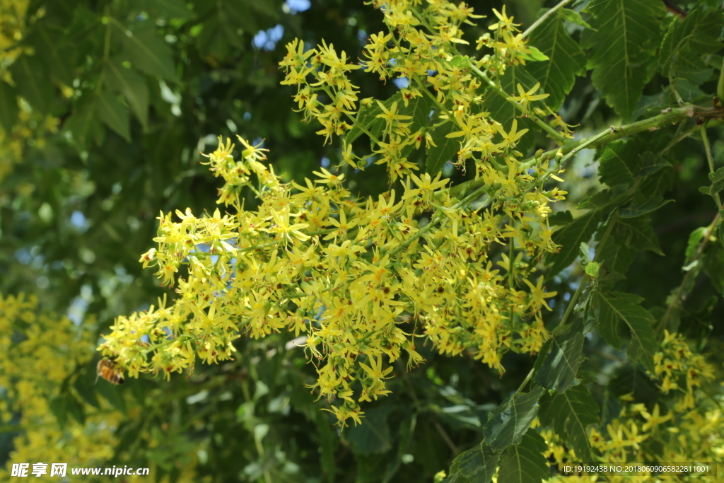 栾树花