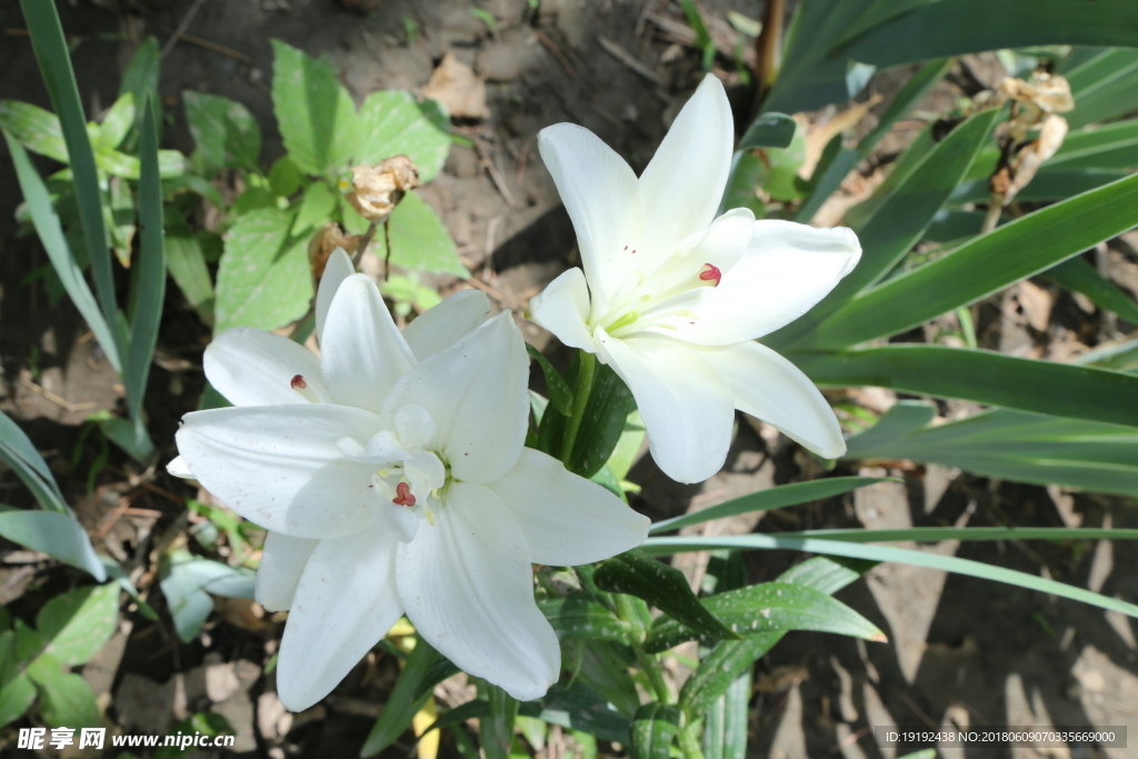 百合花