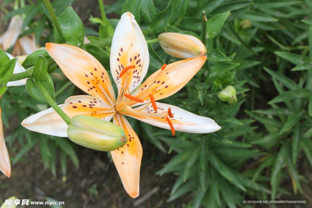 百合花