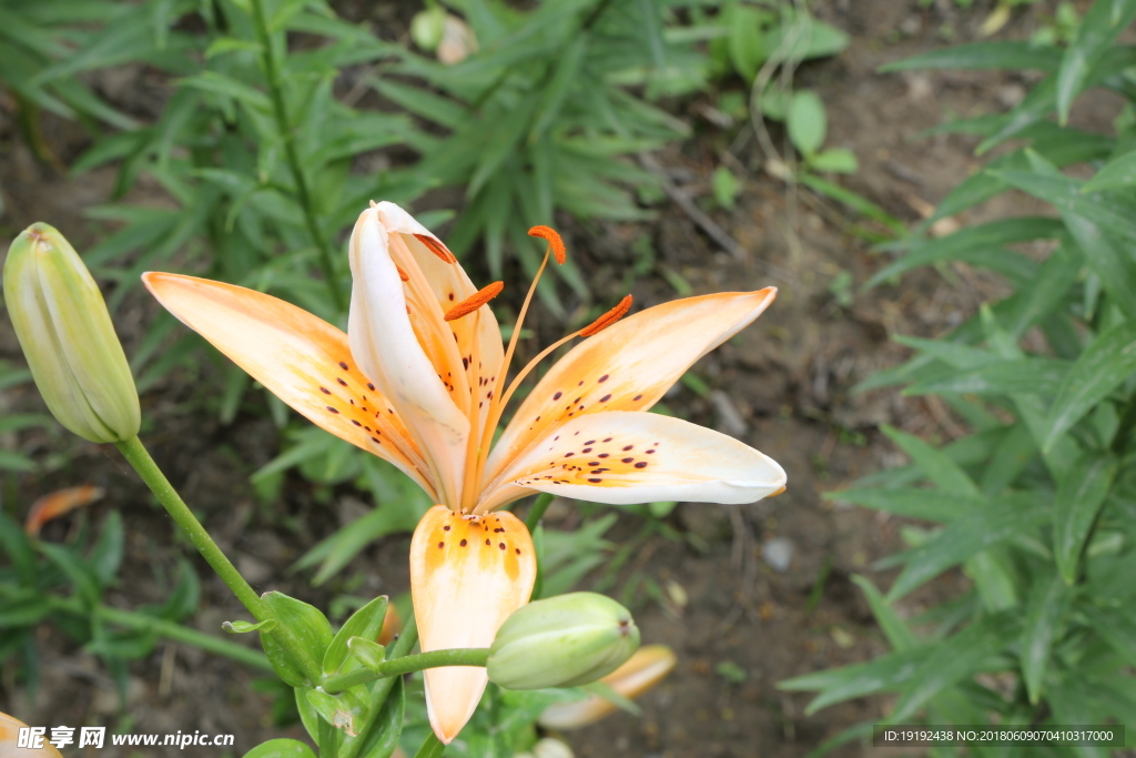百合花