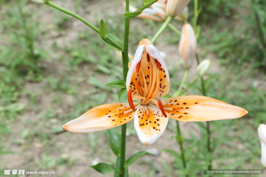 百合花