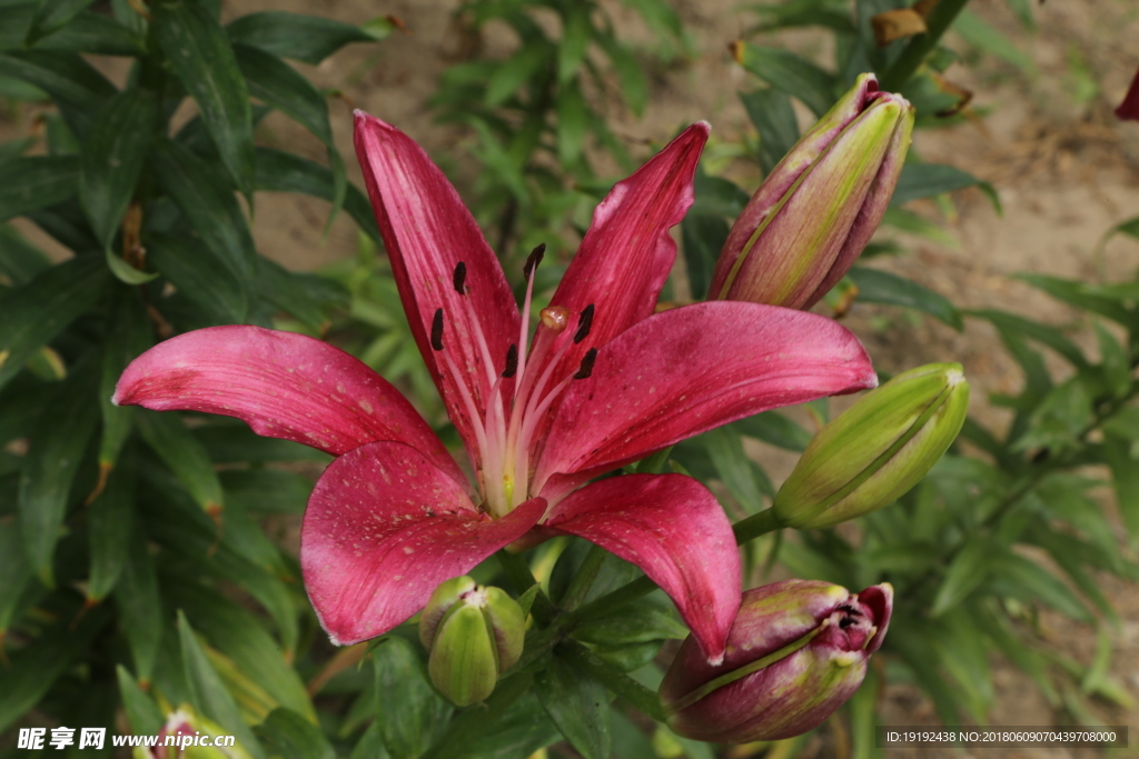 百合花