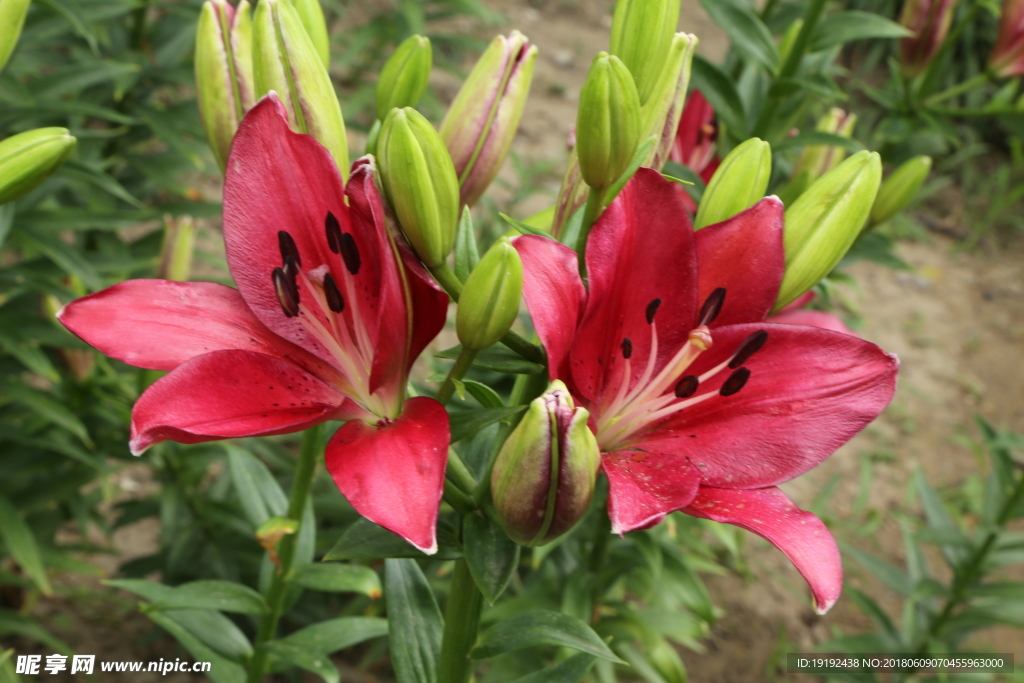 百合花