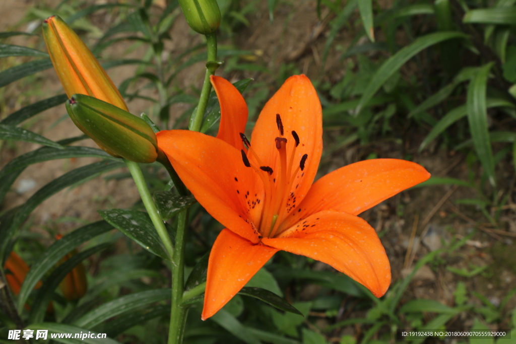百合花
