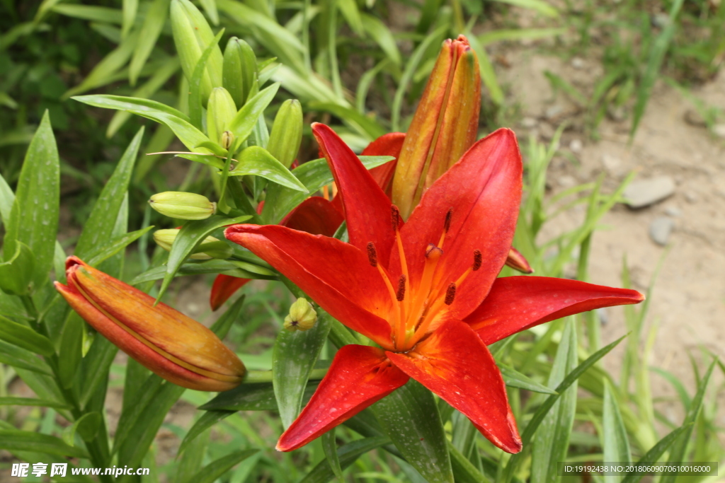 百合花