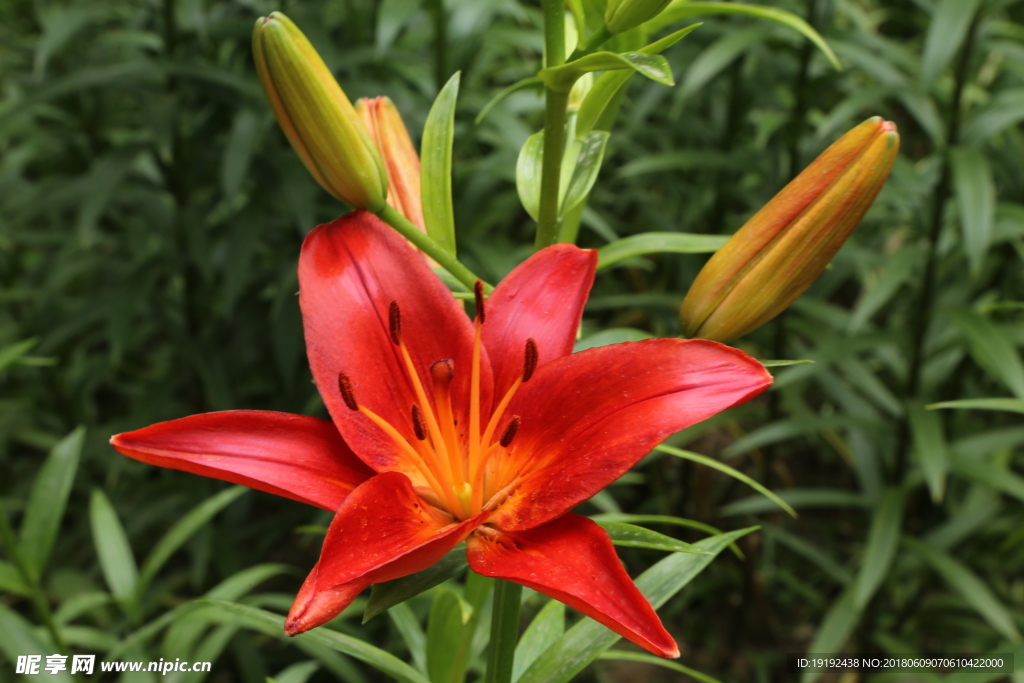百合花