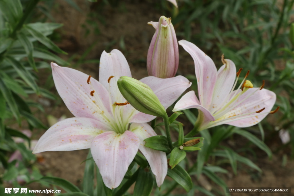 百合花