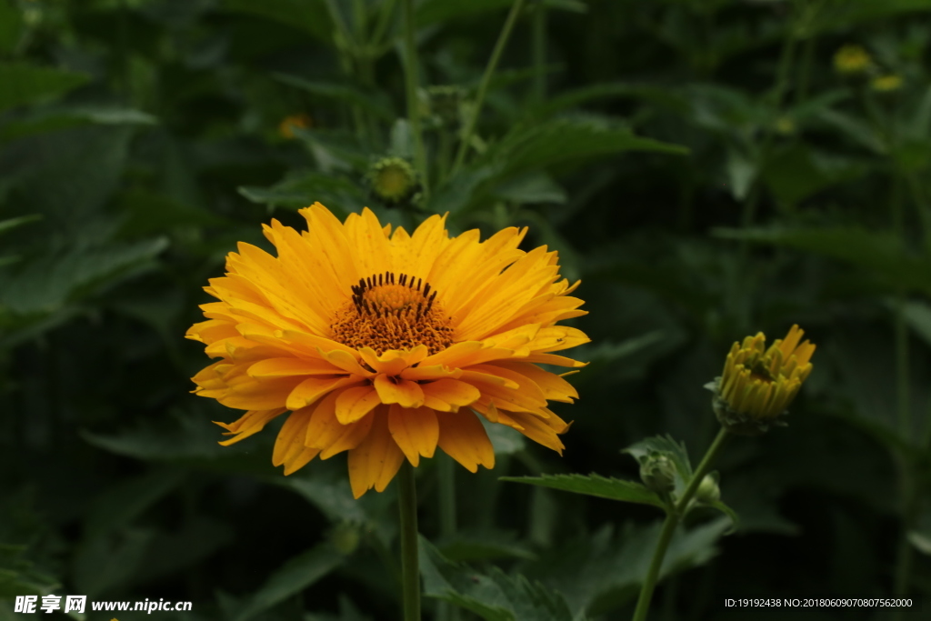 大花金鸡菊